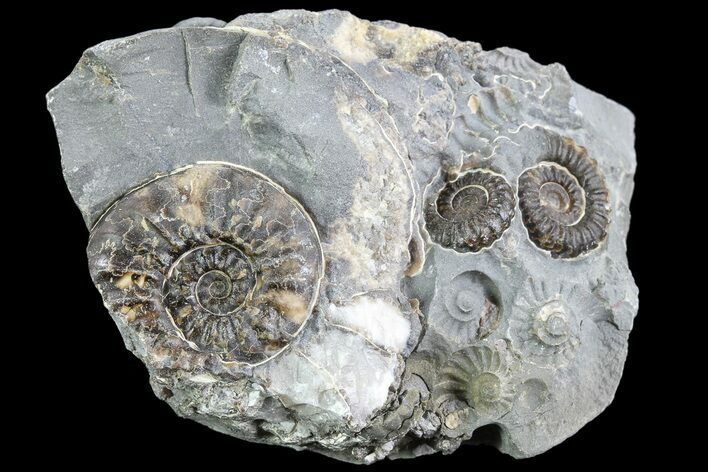 Ammonite Fossil Cluster - Marston Magna Marble #86247
